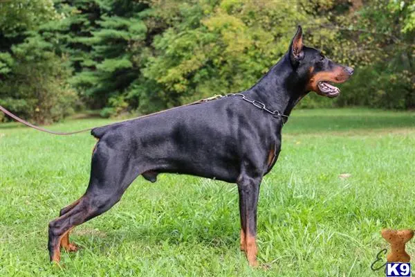 Doberman Pinscher