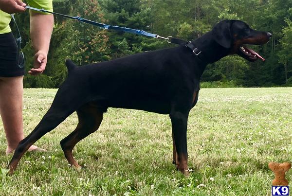 Doberman Pinscher dog