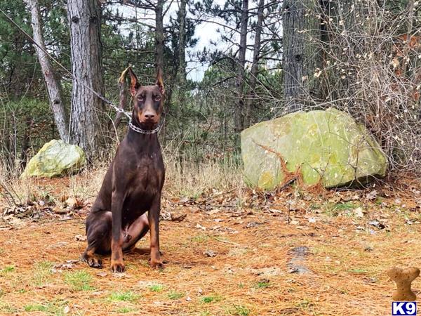 Doberman Pinscher dog