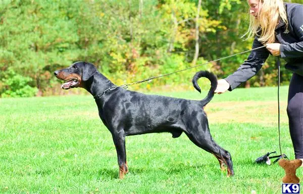 Doberman Pinscher