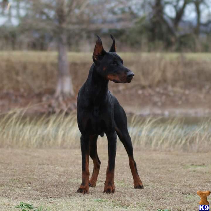 Doberman Pinscher