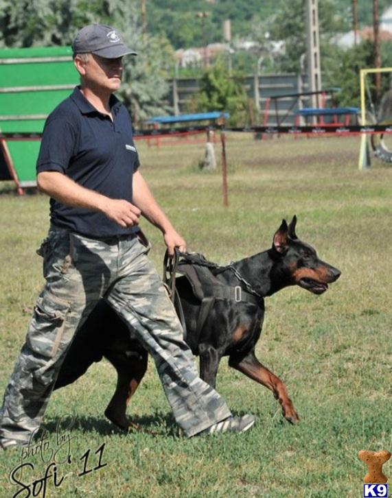 Doberman Pinscher stud dog