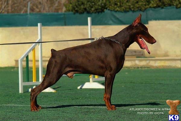 doberman puppies for sale in ta doberman pinscher puppy for sale directly imported black rust doberman 5 doberman puppies for sale in ta doberman pinscher puppy for sale directly imported black rust doberman 5