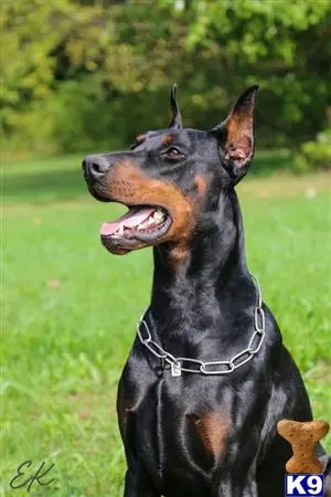 Doberman Pinscher stud dog