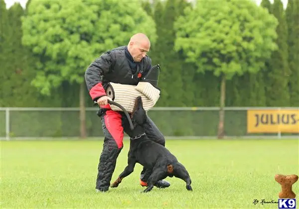 Doberman Pinscher stud dog