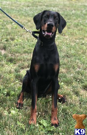 Doberman Pinscher dog