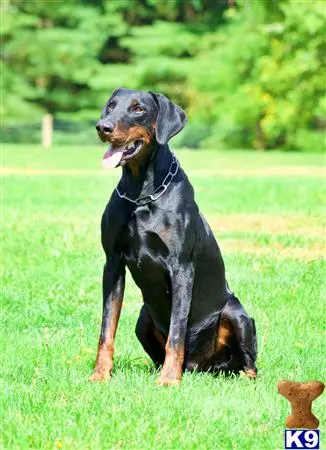 Doberman Pinscher stud dog