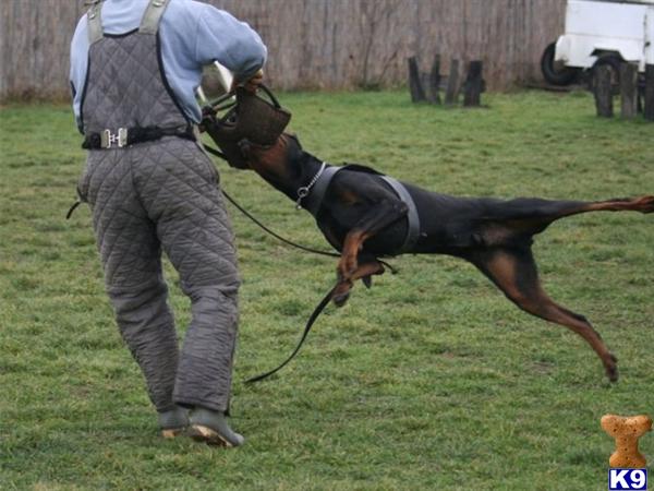 Doberman Pinscher stud dog