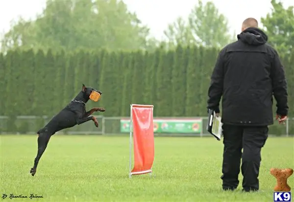 Doberman Pinscher stud dog