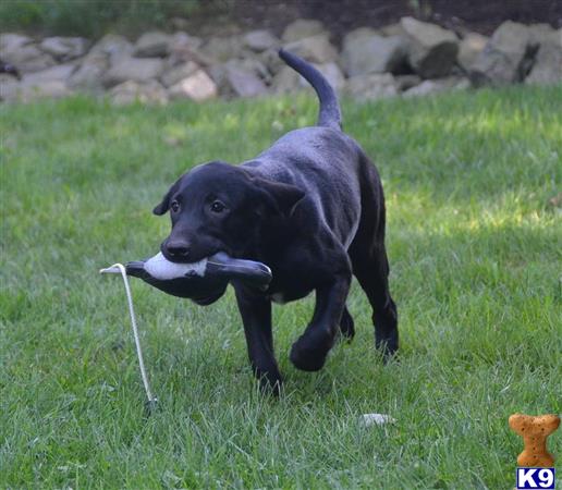 Labrador Retriever dog