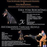 doberman pinscher puppy posted by kschwarzy