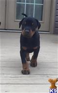 doberman pinscher puppy posted by kschwarzy