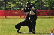 doberman pinscher puppy posted by kschwarzy
