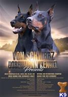 doberman pinscher puppy posted by kschwarzy