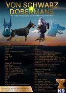 doberman pinscher puppy posted by kschwarzy
