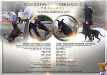 doberman pinscher puppy posted by kschwarzy