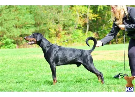 Doberman Pinscher