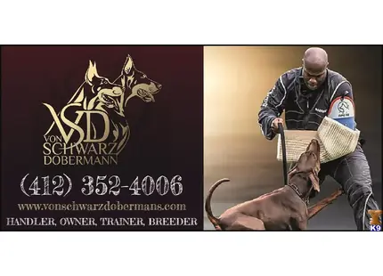 F litter von der Schwarz  available Doberman Pinscher puppy located in Washingtonville