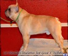 french bulldog puppy posted by kschwarzy