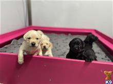 labrador retriever puppy posted by kschwarzy