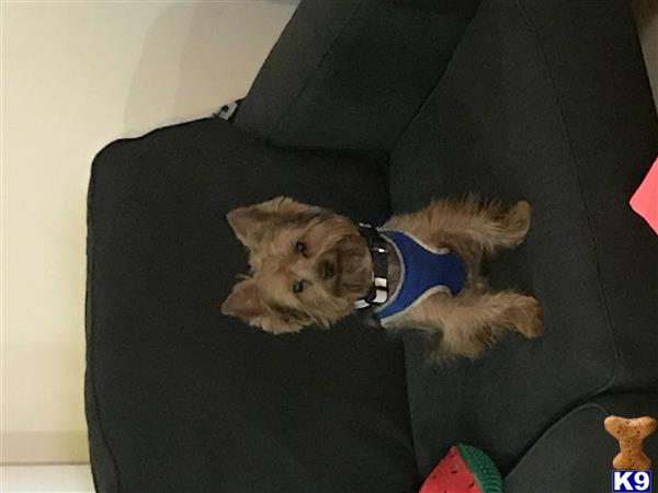 a yorkshire terrier dog lying on a couch
