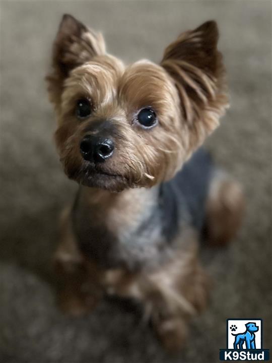 a yorkshire terrier dog with a sweater