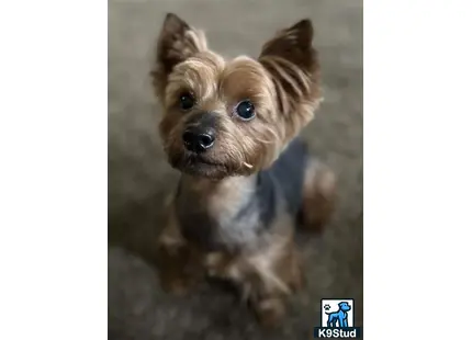 a yorkshire terrier dog with a sweater