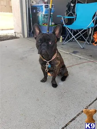 French Bulldog stud dog