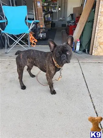 French Bulldog stud dog