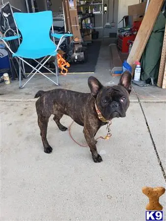 French Bulldog stud dog