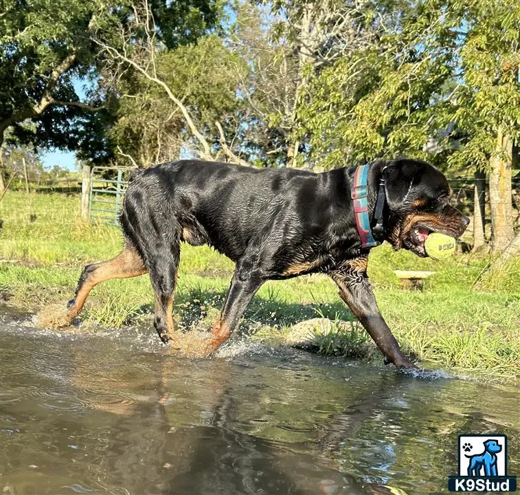 Rottweiler stud dog