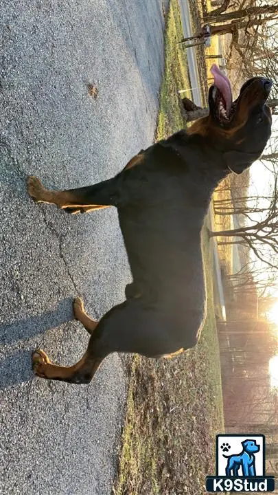 Rottweiler stud dog