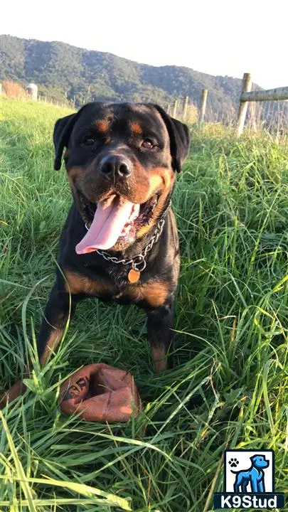 Rottweiler stud dog