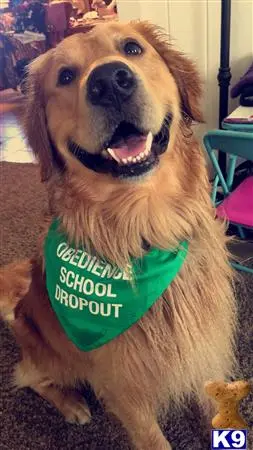 Golden Retriever stud dog