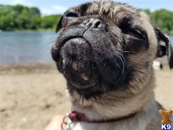 Pug