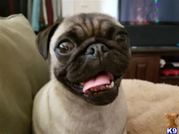 Pug female dog