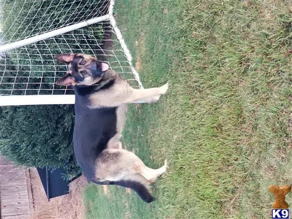 German Shepherd stud dog