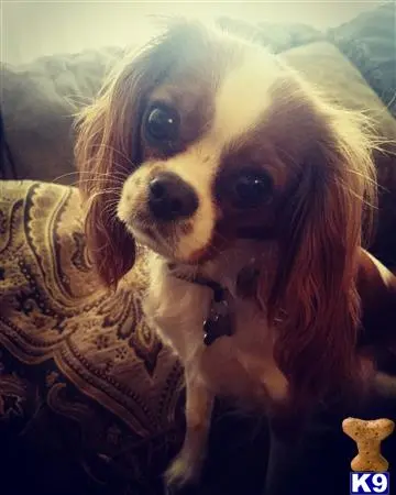 Cavalier King Charles Spaniel female dog