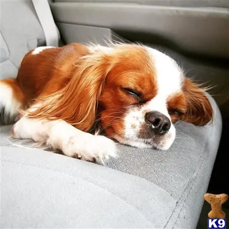 Cavalier King Charles Spaniel female dog