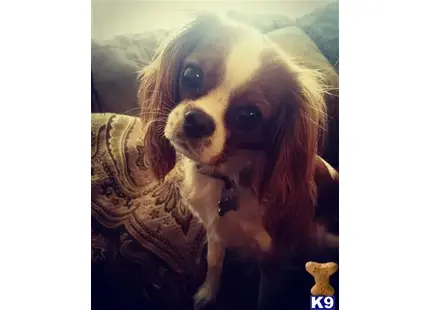 Cavalier King Charles Spaniel