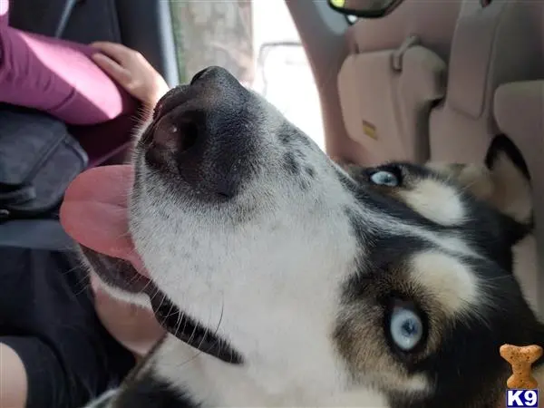 Siberian Husky stud dog