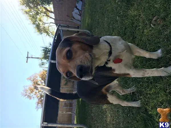 Beagle stud dog