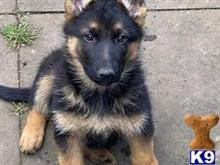 german shepherd puppy posted by kuluim