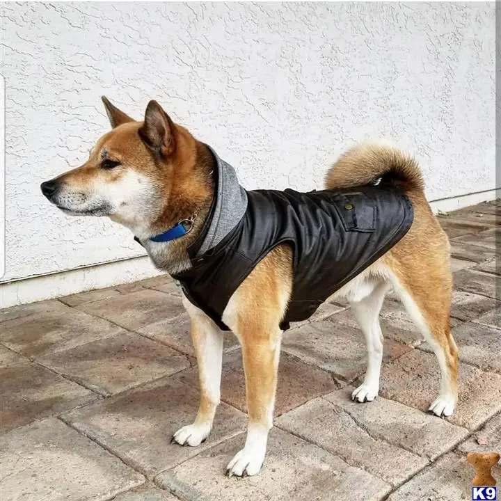 Shiba Inu stud dog