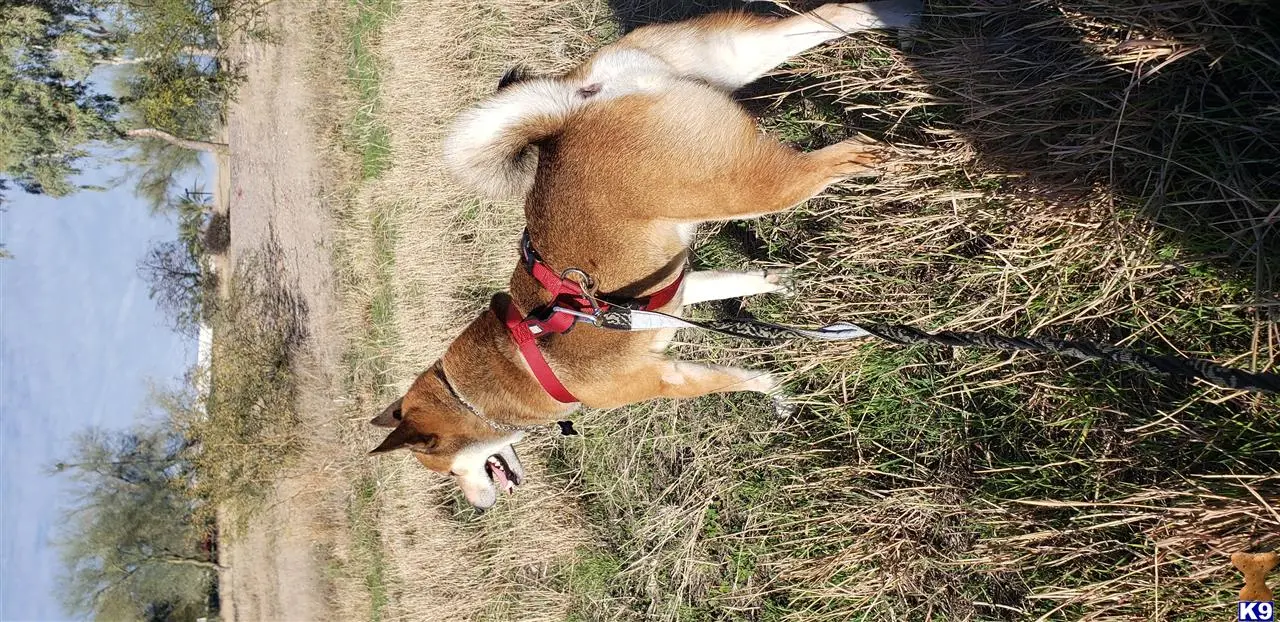 Shiba Inu stud dog