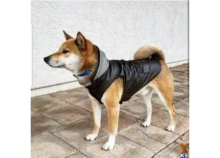 Shiba Inu