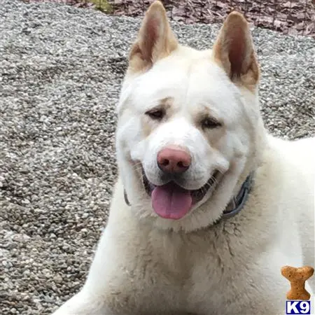 Akita stud dog