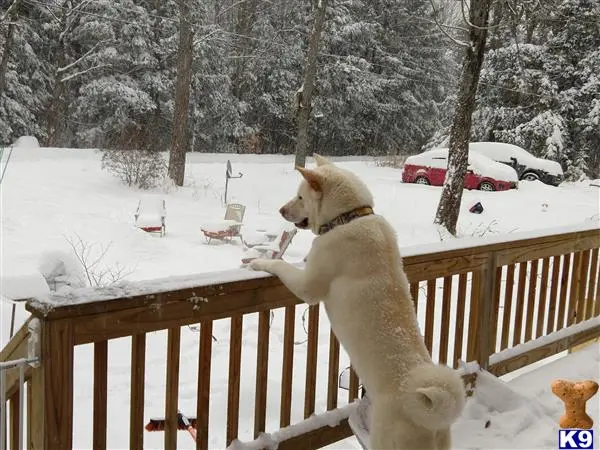 Akita stud dog