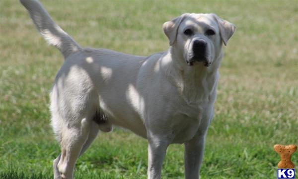 a labrador retriever dog standing in a grassy area