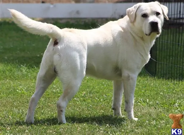 Labrador Retriever stud dog